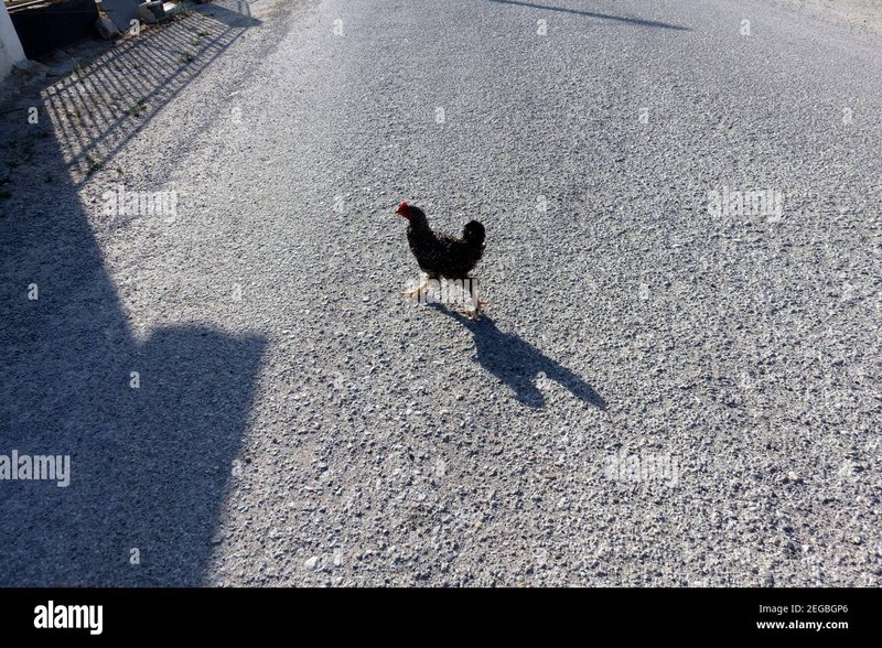 Netherlands - chicken road spel