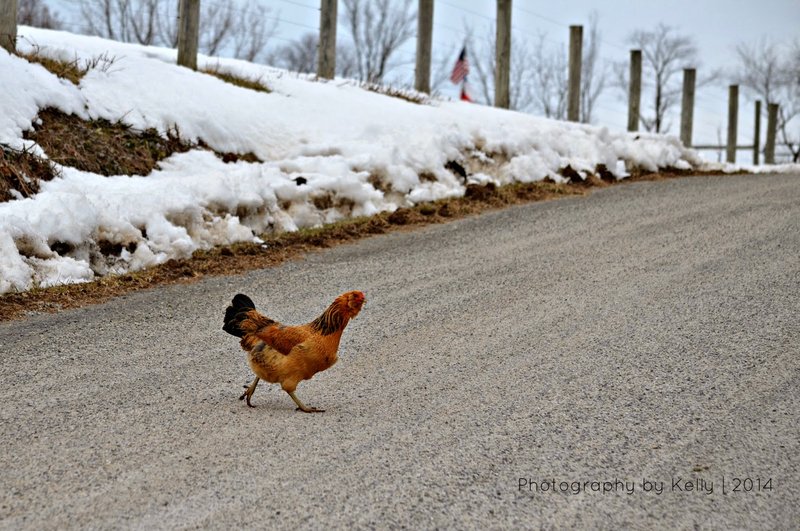 Immagine: Scopri il Mito di Chicken Road, il Gioco dei Netturbini d'Italia